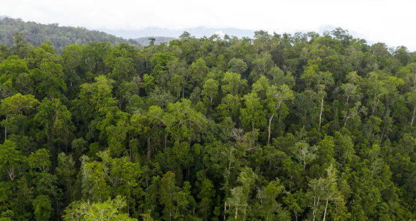 Konsep Kelakuan Keragaman Biologi selaku Referensi Pembangunan